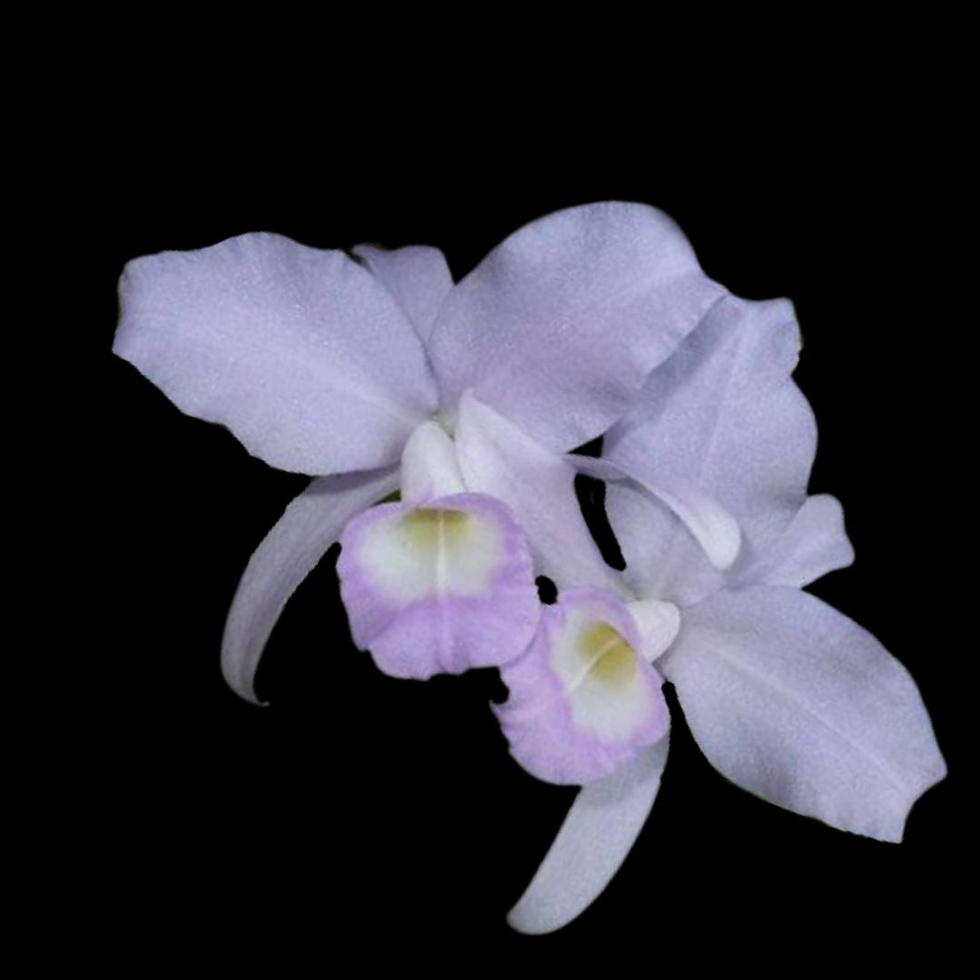 Cattleya skinneri var. coerulea Cattleya La Foresta Orchids 