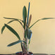 Product image thumbnail 11