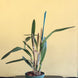 Product image thumbnail 9