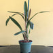 Product image thumbnail 8