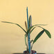 Product image thumbnail 10