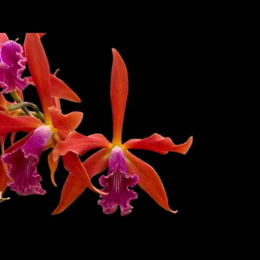 Cattleya tenebrosa 'Paul' AM/AOS x Cattleya milleri 'Fissure Eight' Cattleya La Foresta Orchids 