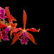 Product image thumbnail 1