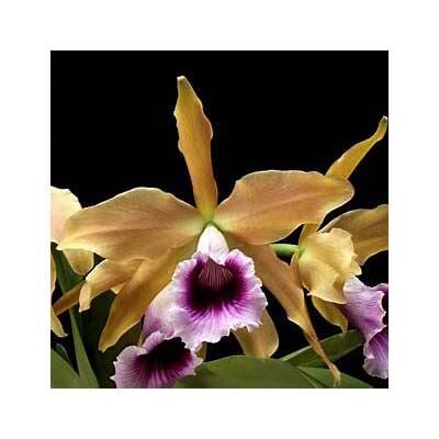 Cattleya tenebrosa 'Paul' AM/AOS x Cattleya milleri 'Fissure Eight' Cattleya La Foresta Orchids 