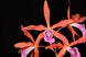 Product image thumbnail 5