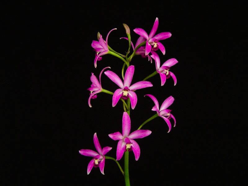 Cattleya tereticaulis Cattleya La Foresta Orchids 