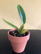 Product image thumbnail 5