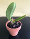 Product image thumbnail 7