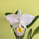 Product image thumbnail 7