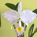 Product image thumbnail 3
