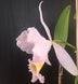 Product image thumbnail 6