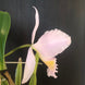 Product image thumbnail 5