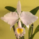 Product image thumbnail 8