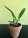 Product image thumbnail 10