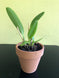 Product image thumbnail 9