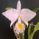Product image thumbnail 4