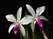 Product image thumbnail 2