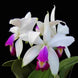 Product image thumbnail 4