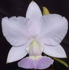 Cattleya walkeriana var. coerulea Cattleya La Foresta Orchids 