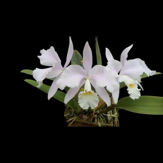 Cattleya warneri var. suavissima Cattleya La Foresta Orchids 