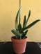 Product image thumbnail 7