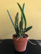Product image thumbnail 8