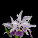Product image thumbnail 2