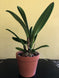 Product image thumbnail 10