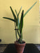 Product image thumbnail 6