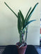 Product image thumbnail 9