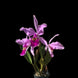 Product image thumbnail 4