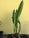 Product image thumbnail 8