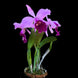 Product image thumbnail 5