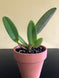 Product image thumbnail 5
