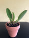 Product image thumbnail 4
