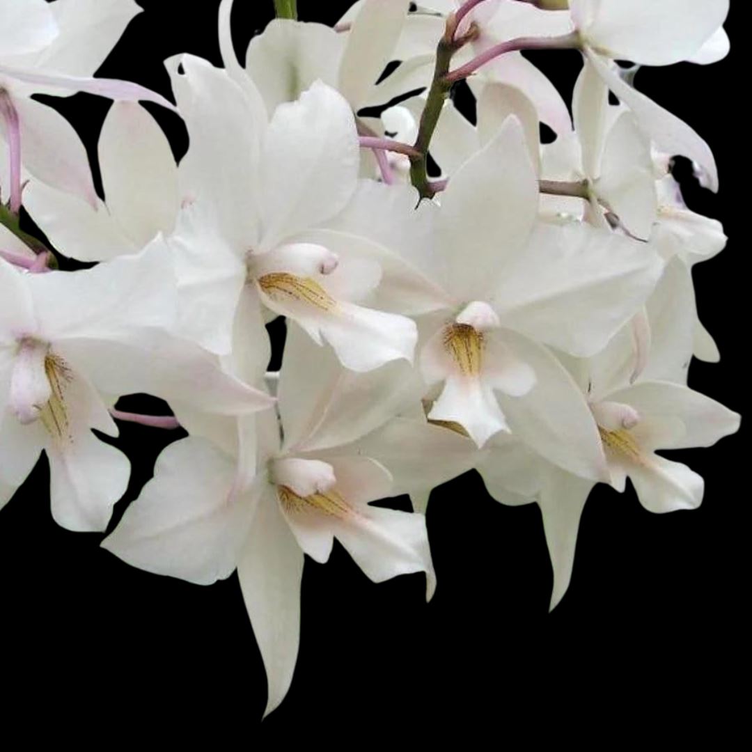 Caularthron bicornutum x Laelia albida Cattleya La Foresta Orchids 