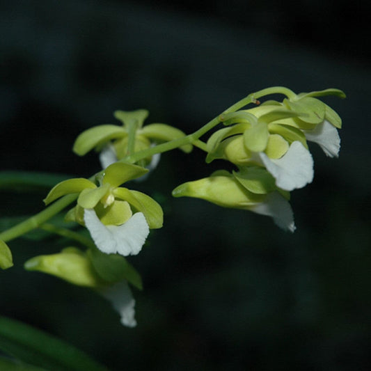 Christensonia vietnamica Vanda La Foresta Orchids 