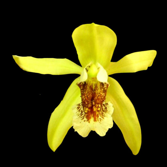 Coelogyne marthae Coelogyne La Foresta Orchids 