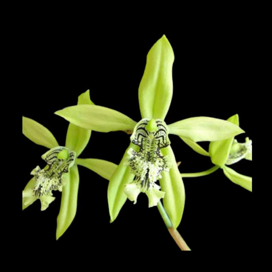 Coelogyne Mayeriana Coelogyne La Foresta Orchids 