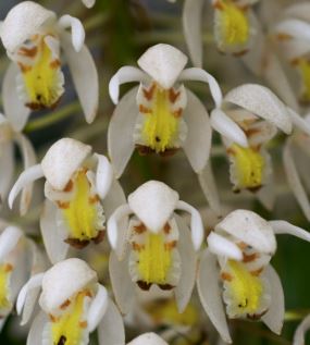 Coelogyne multiflora Coelogyne La Foresta Orchids 