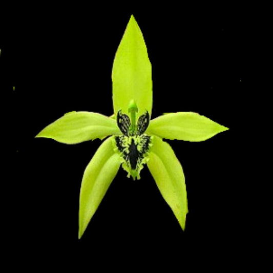 Coelogyne pandurata Coelogyne La Foresta Orchids 