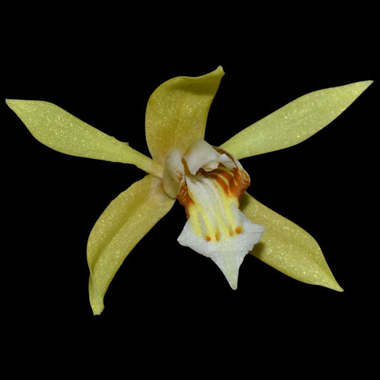 Coelogyne rochussenii Coelogyne La Foresta Orchids 