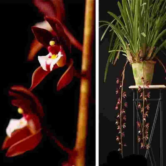 Cymbidium atropurpureum