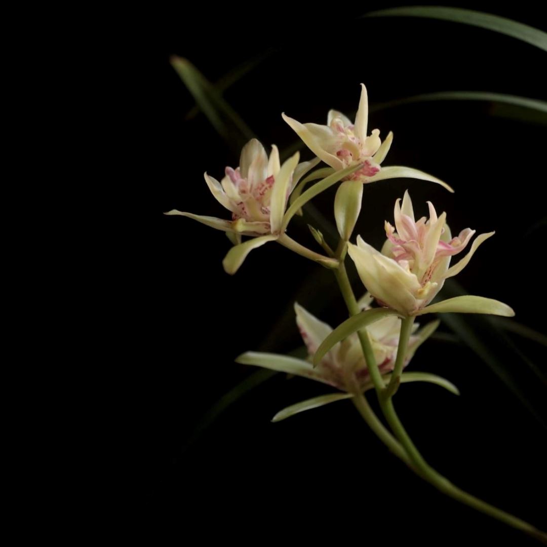 Cymbidium ensifolium 'Fu Shan' Cymbidium La Foresta Orchids 