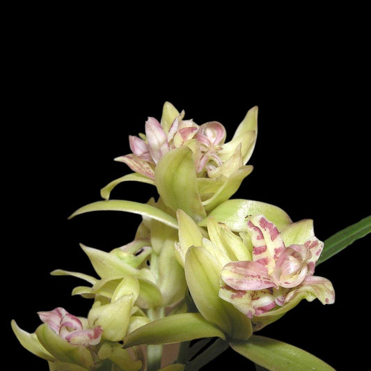 Cymbidium ensifolium 'Fu Shan' Cymbidium La Foresta Orchids 