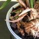Product image thumbnail 8