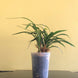 Product image thumbnail 7