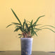 Product image thumbnail 6