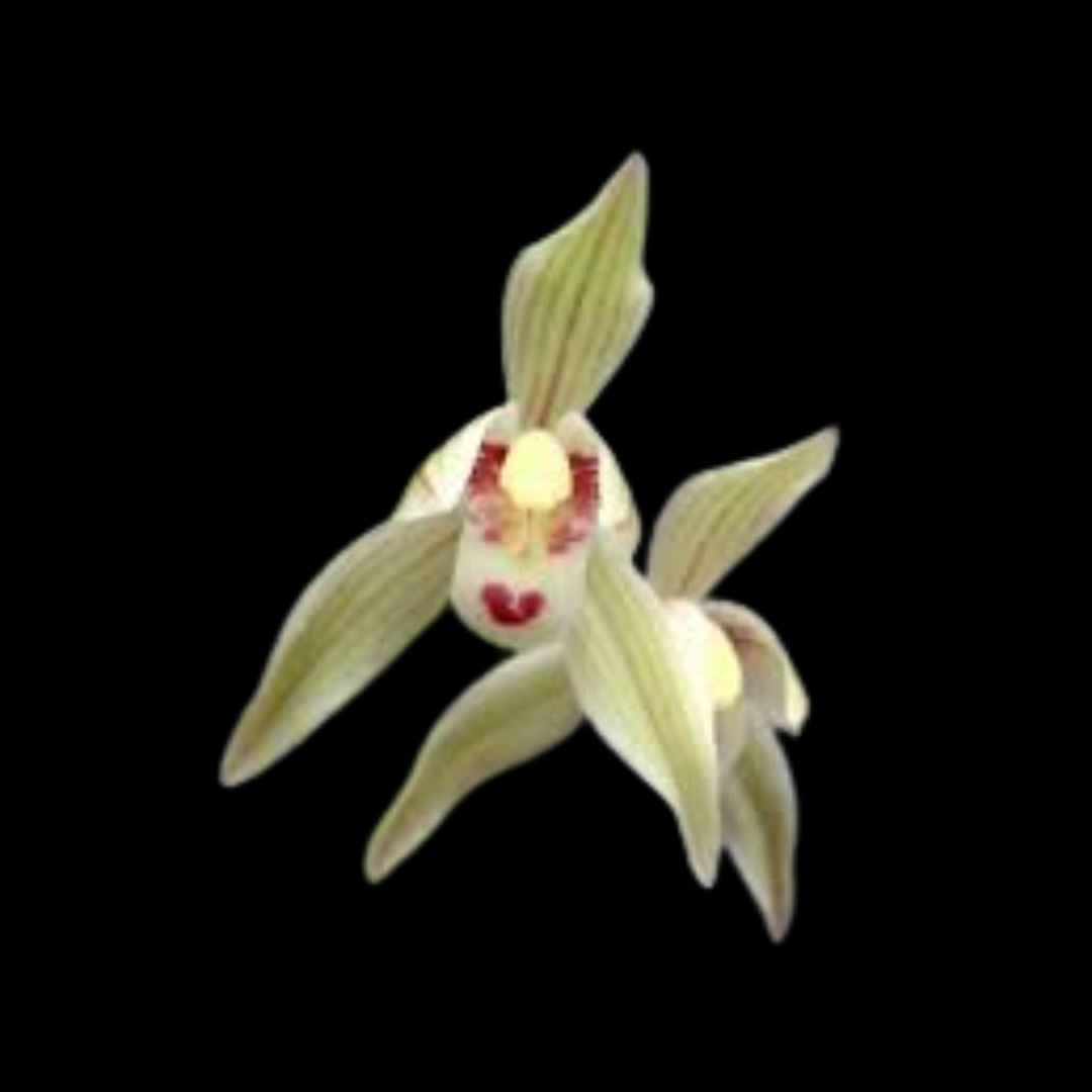 Cymbidium goeringii var. longibracteatum Cymbidium La Foresta Orchids 