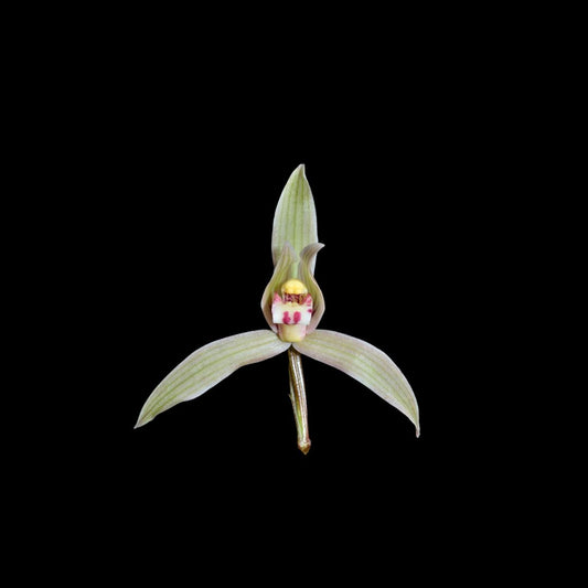 Cymbidium goeringii var. longibracteatum Cymbidium La Foresta Orchids 